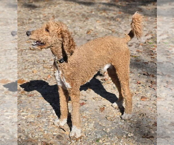 Medium Photo #2 Bernedoodle Puppy For Sale in Alexander, AR, USA