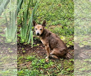 Chihuahua-Unknown Mix Dogs for adoption in Mooresville, NC, USA