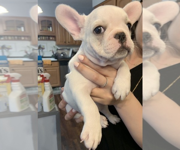 Puppyfinder Com View Ad Photo 5 Of Listing French Bulldog Puppy For Sale Adn 132896 New Jersey East Freehold Usa