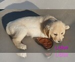 Small #12 Golden Retriever