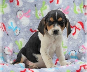 Beagle-Treeing Walker Coonhound Mix Puppy for sale in FREDERICKSBG, OH, USA