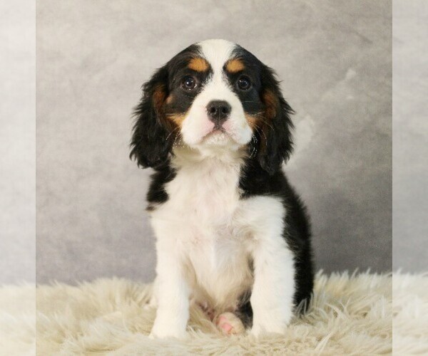 Medium Photo #2 Bernese Mountain Dog-Cavalier King Charles Spaniel Mix Puppy For Sale in COATESVILLE, PA, USA