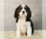 Small #1 Bernese Mountain Dog-Cavalier King Charles Spaniel Mix