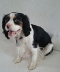 Small Photo #1 Cavalier King Charles Spaniel Puppy For Sale in BURKE, NY, USA