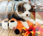 Small Photo #11 Miniature Australian Shepherd Puppy For Sale in ANTHONY, FL, USA