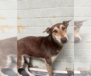 German Shepherd Dog-Siberian Husky Mix Dogs for adoption in Stockton, CA, USA