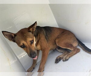 Shepradors Dogs for adoption in Houston, TX, USA