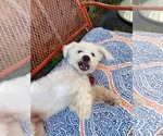 Small #3 Maltipoo