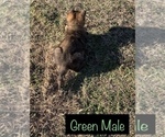 Small Photo #4 German Shepherd Dog Puppy For Sale in DEPEW, OK, USA