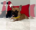 Small Photo #8 French Bulldog Puppy For Sale in ADELAIDE, WA, USA
