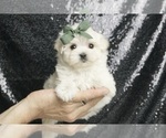 Puppy Scribble AKC Maltese