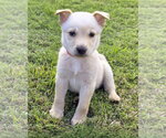 Small #6 Mutt