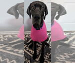 Small #3 Great Dane