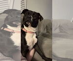 Small #3 American Staffordshire Terrier Mix