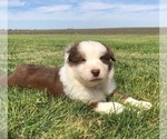 Small Photo #5 Australian Shepherd Puppy For Sale in ROBERTS, IL, USA