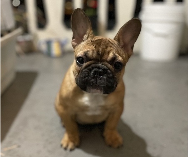 Medium Photo #8 French Bulldog Puppy For Sale in DAVIE, FL, USA