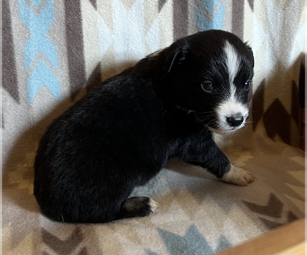 Medium Photo #3 Miniature Australian Shepherd Puppy For Sale in FORT MORGAN, CO, USA