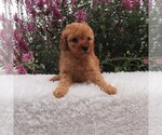 Puppy 3 Goldendoodle