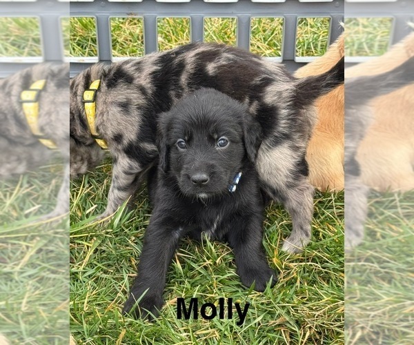 Medium Photo #22 Australian Retriever Puppy For Sale in NEWCOMERSTOWN, OH, USA