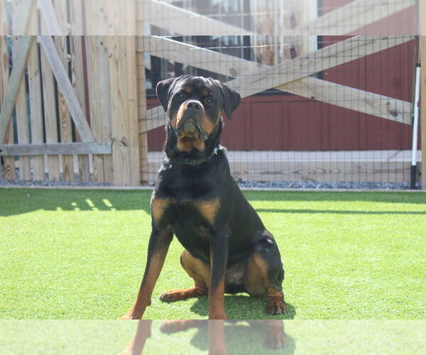 Medium Photo #2 Rottweiler Puppy For Sale in Chestertown, MD, USA