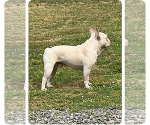 Father of the French Bulldog puppies born on 04/12/2025
