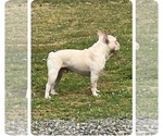 Small Photo #1 French Bulldog Puppy For Sale in SHERIDAN, OR, USA