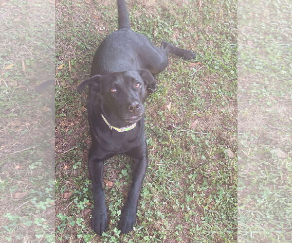 Medium Photo #4 Mutt Puppy For Sale in Gulfport, MI, USA
