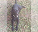 Small #3 Mutt