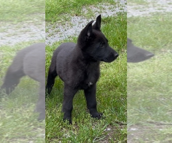 Medium Photo #4 German Shepherd Dog Puppy For Sale in NEWVILLE, PA, USA