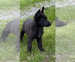 Small #3 German Shepherd Dog