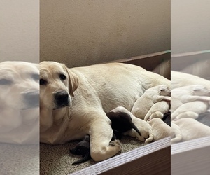 Mother of the Labrador Retriever puppies born on 04/24/2023