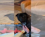 Small #1 Frenchie Pug