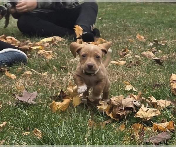 Medium Photo #1 Dachshund Puppy For Sale in ALTOONA, PA, USA