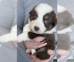 Small Photo #2 Australian Shepherd Puppy For Sale in MOUNT PULASKI, IL, USA
