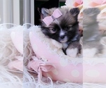 Hand delivery - Female Pomeranian Puppy for Sale - Photo #3
