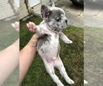 Small Photo #2 French Bulldog Puppy For Sale in METTER, GA, USA