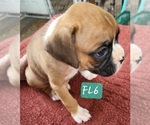 Puppy Tjarks  FL6 Boxer