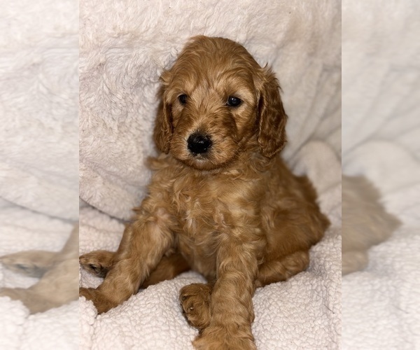 Medium Photo #4 Goldendoodle Puppy For Sale in OAKLAND GARDENS, NY, USA