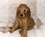 Small #3 Goldendoodle