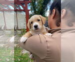 Small #3 Labrador Retriever Mix