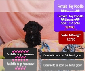 Poodle (Toy) Puppy for sale in TUCSON, AZ, USA