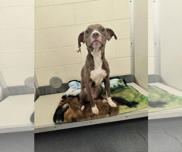 Medium Photo #1 American Pit Bull Terrier Puppy For Sale in Glen Allen, VA, USA