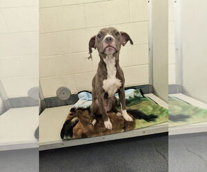American Pit Bull Terrier Dogs for adoption in Glen Allen, VA, USA