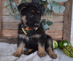 Small Photo #7 German Shepherd Dog Puppy For Sale in HONEY BROOK, PA, USA