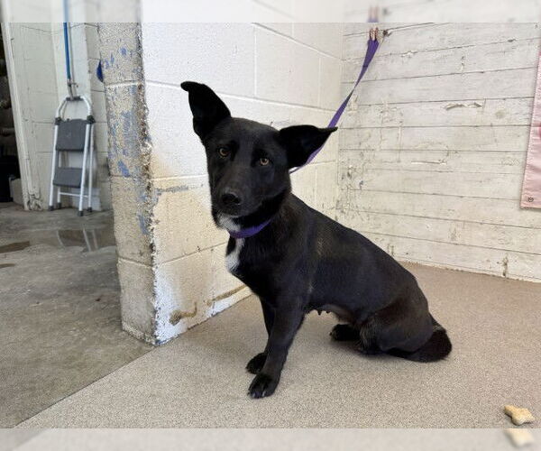 Medium Photo #1 German Shepherd Dog-Unknown Mix Puppy For Sale in San Bernardino, CA, USA