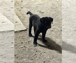 Small #1 Australian Cattle Dog-Labrador Retriever Mix