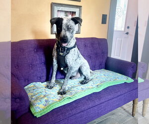 Mutt Dogs for adoption in Rockaway, NJ, USA