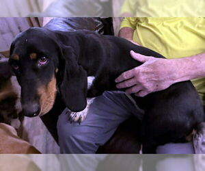 Basset Hound Dogs for adoption in Deepwater, NJ, USA