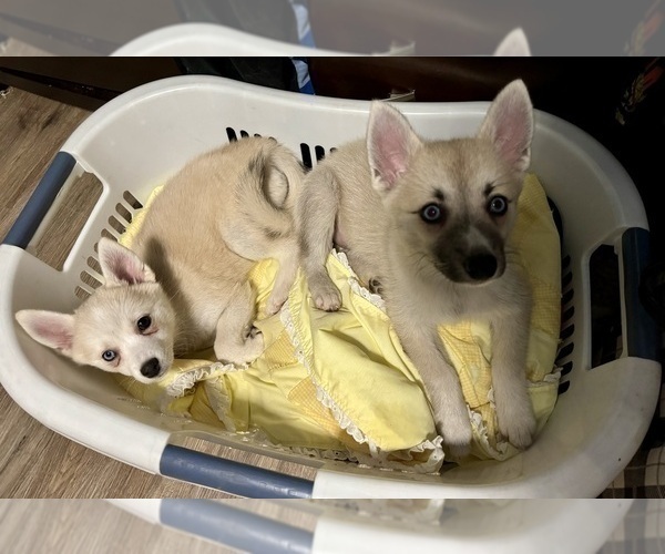 Medium Photo #116 Pomsky Puppy For Sale in LOVELAND, CO, USA