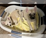 Small #115 Pomsky